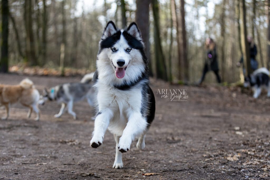 Snertwandeling 2022 - Pomsky