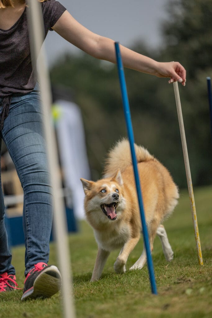 Kwispel Party 2021 - Pomsky