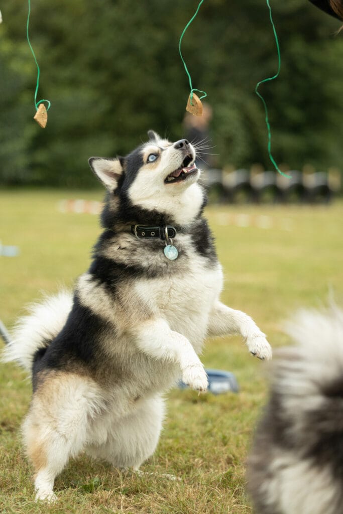 Kwispel Party 2021 - Pomsky