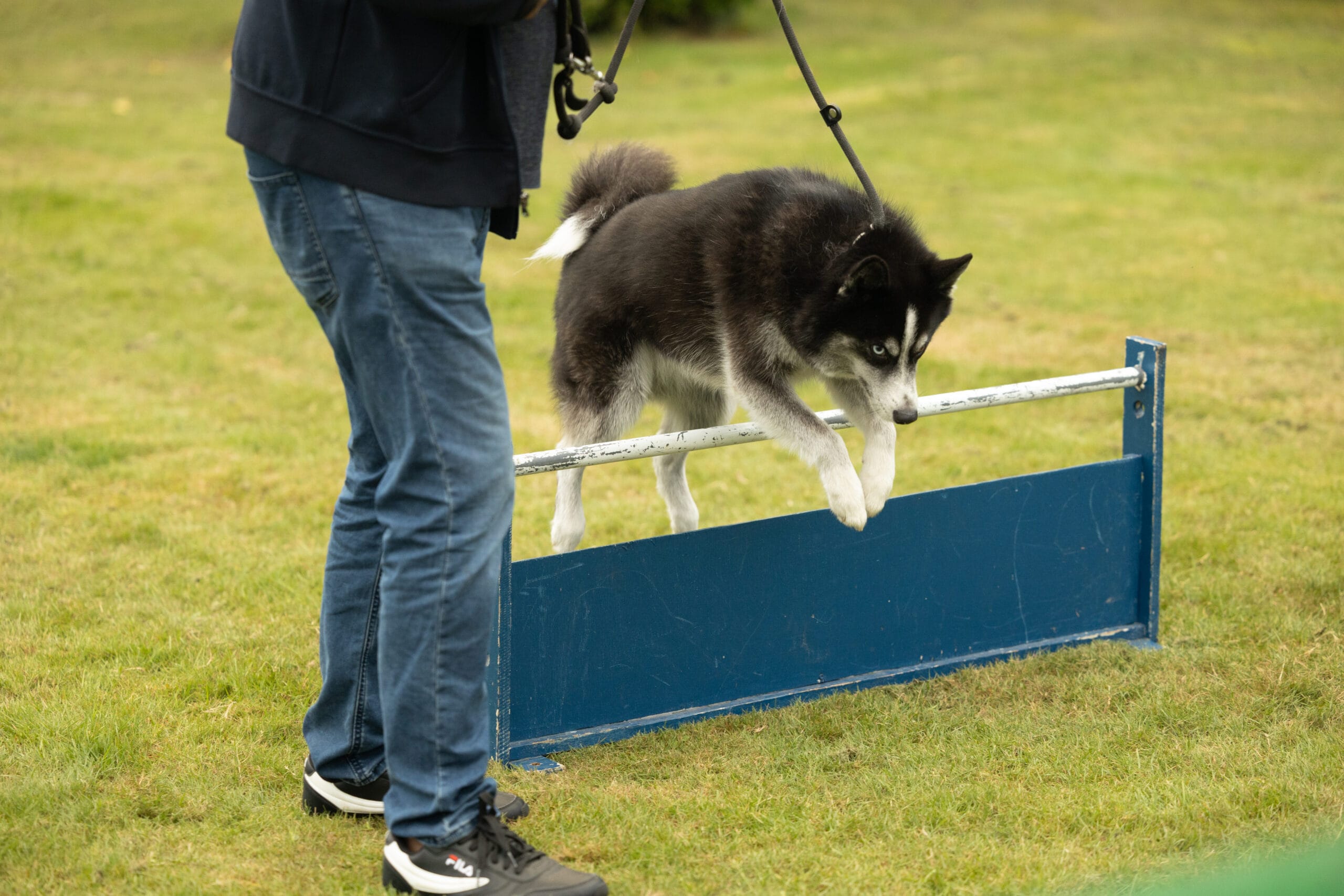 Kwispel Party 2021 - Pomsky