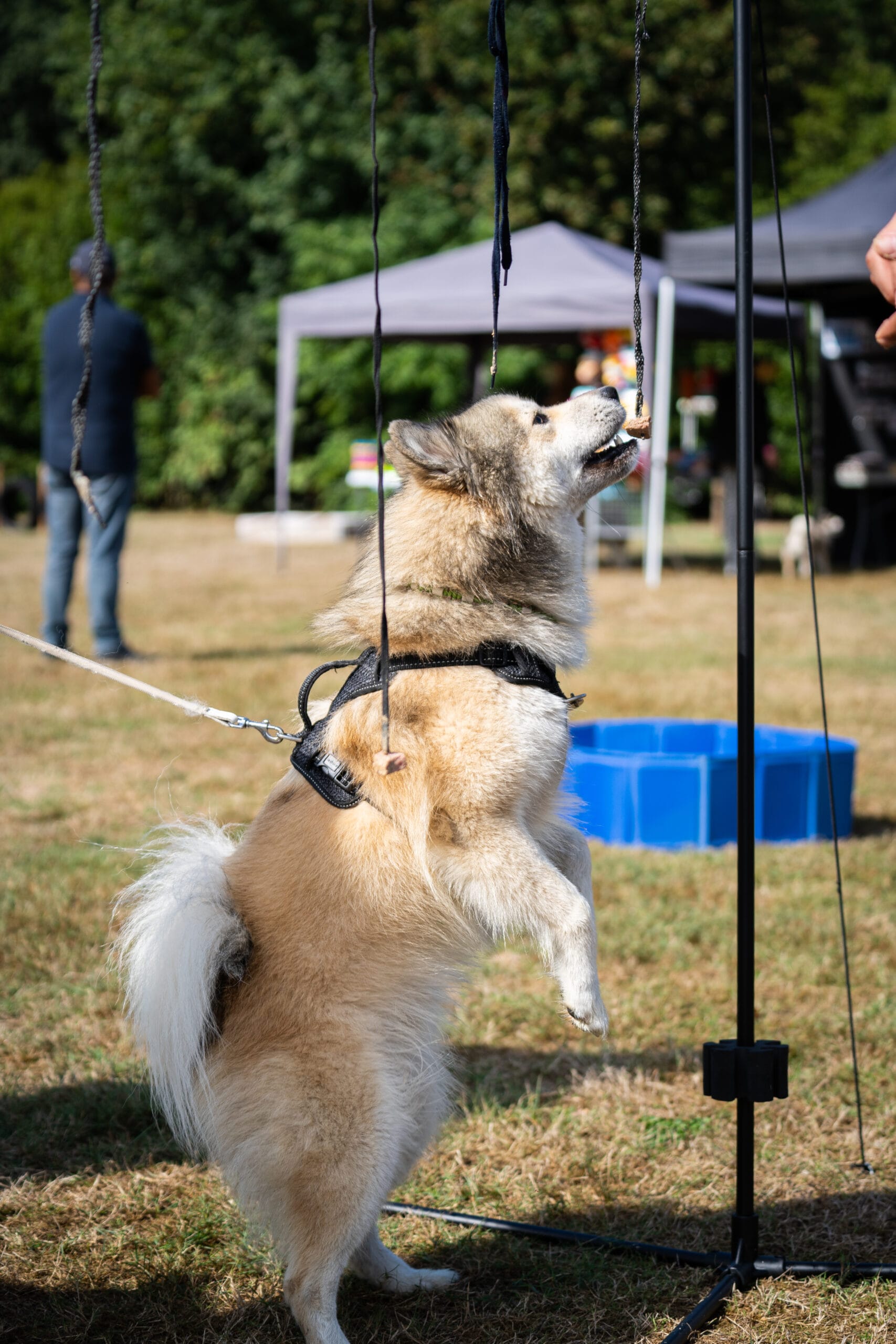 Kwispel Party 2022 - Pomsky