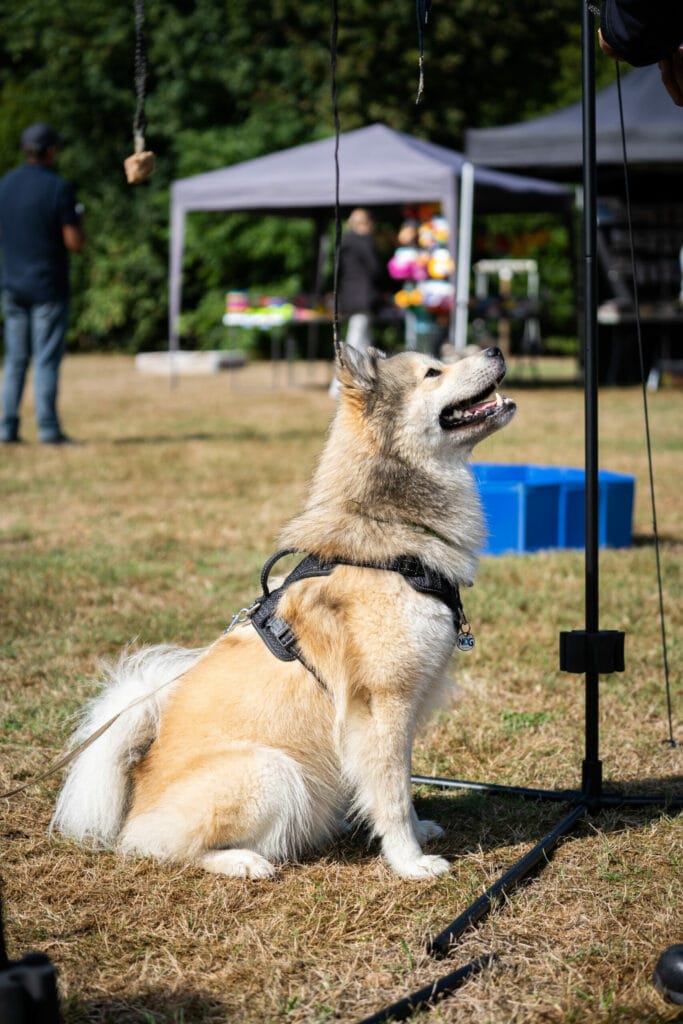 Kwispel Party 2022 - Pomsky