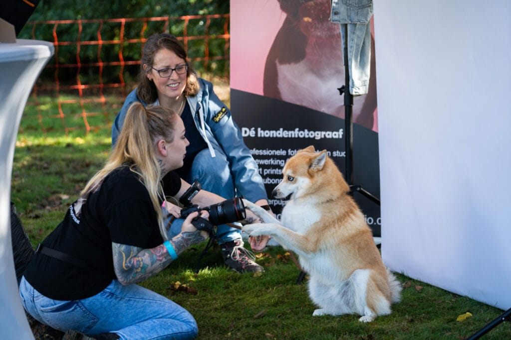 Kwispel Party 2022 - Pomsky