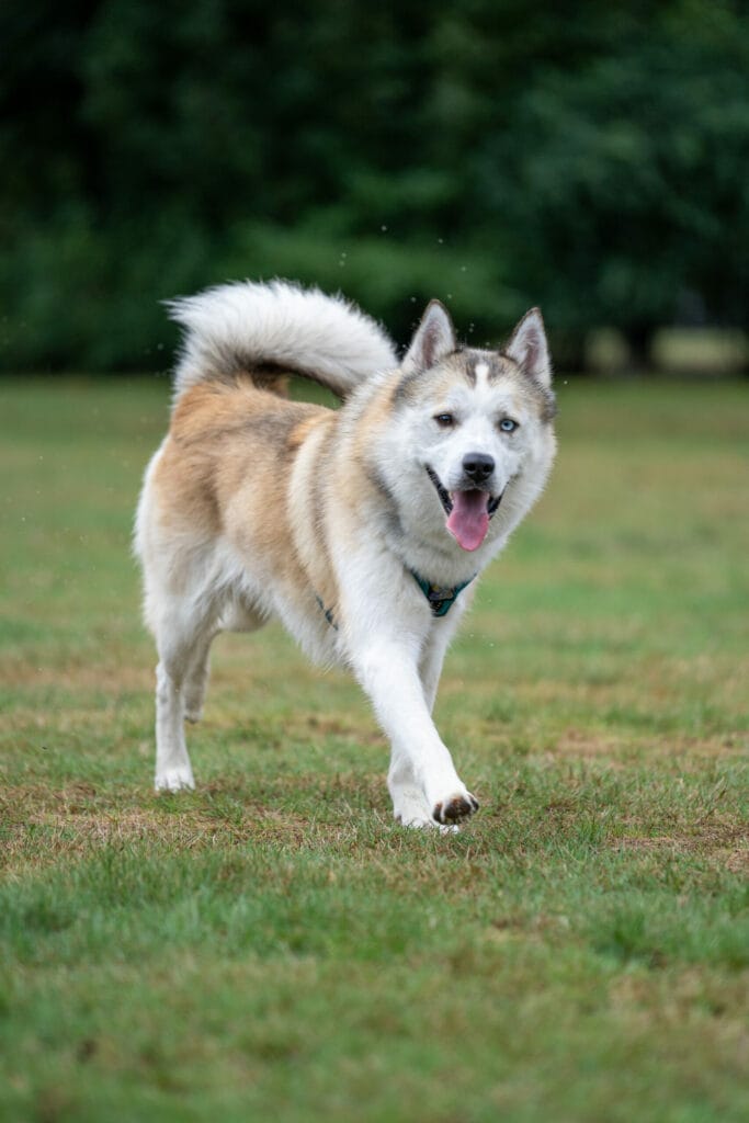 Kwispel Party 2022 - Pomsky