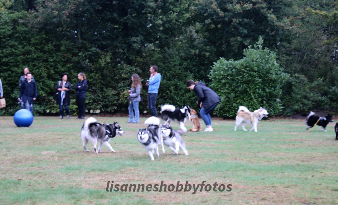 Kwispel Party 2022 - Pomsky