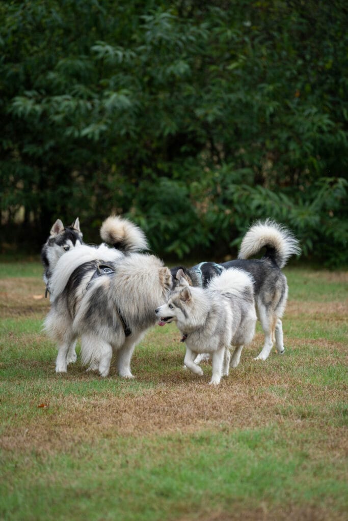 Kwispel Party 2022 - Pomsky
