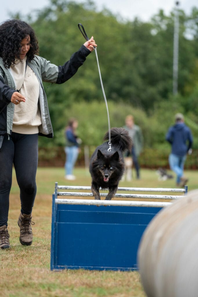 Kwispel Party 2022 - Pomsky