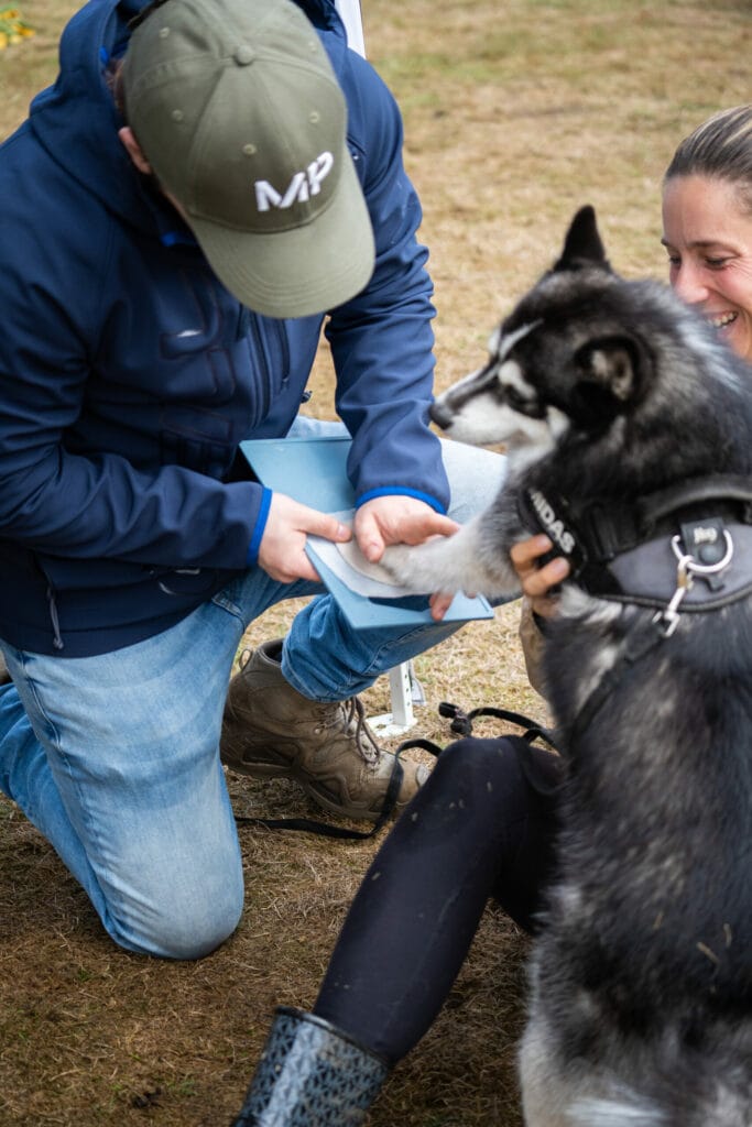 Kwispel Party 2022 - Pomsky