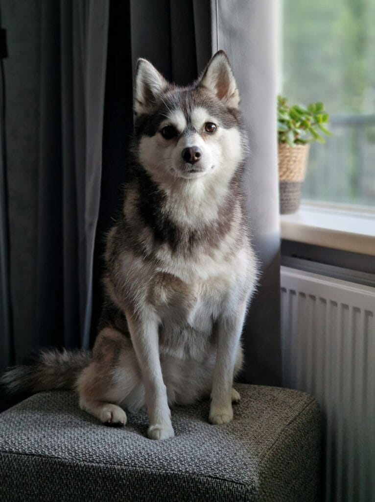 Pomsky Evy - Poef