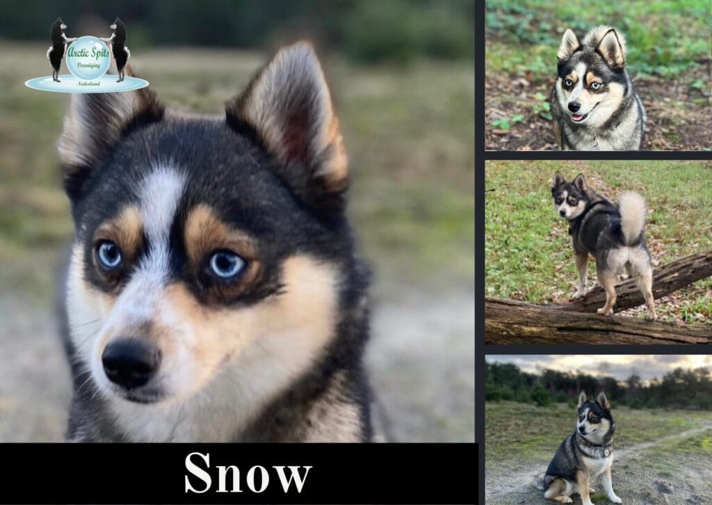 Moederhond Snow
