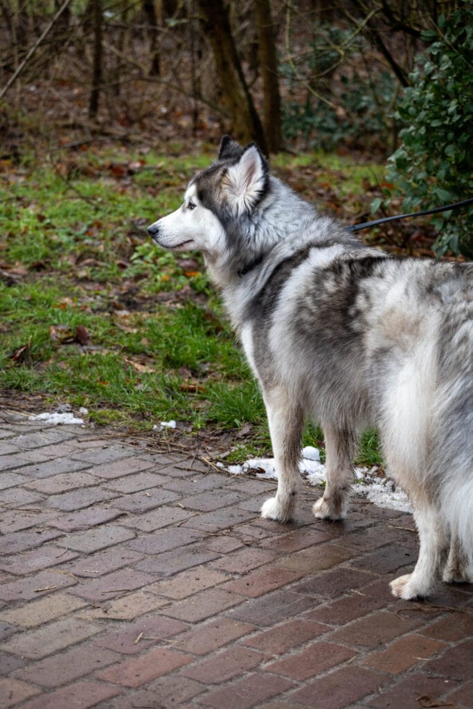 Nieuwjaarswandeling 2025