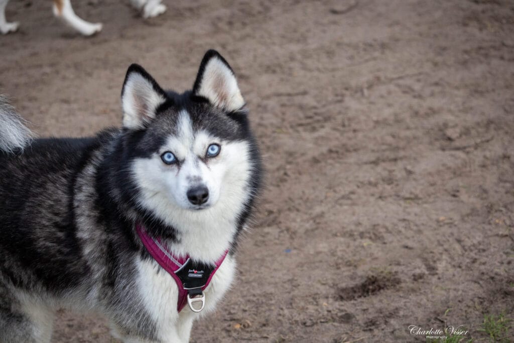 Nieuwjaarswandeling 2025