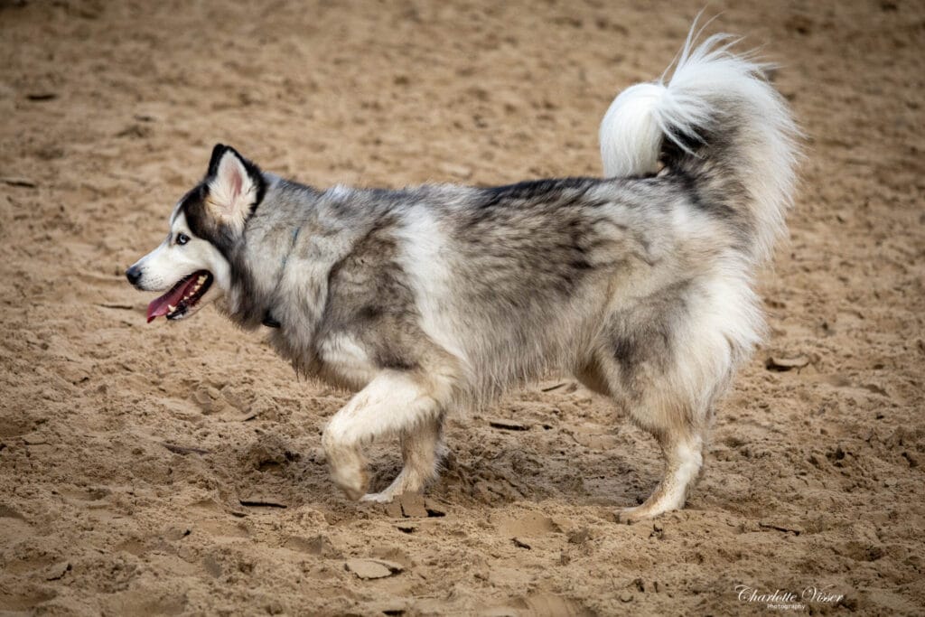 Nieuwjaarswandeling 2025