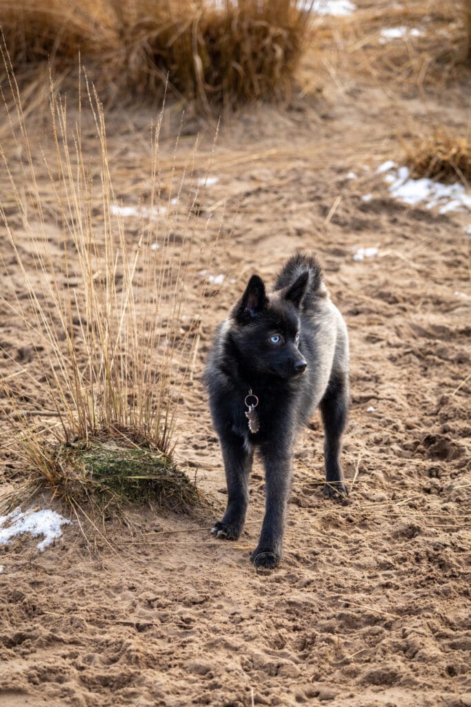 Nieuwjaarswandeling 2025