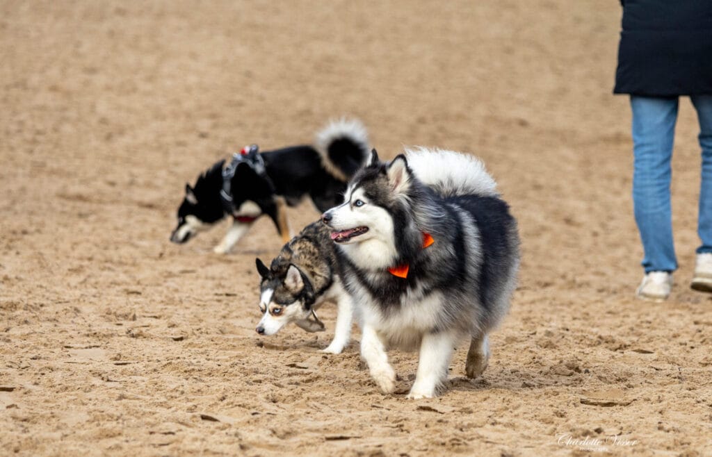 Nieuwjaarswandeling 2025