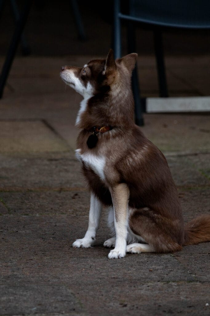 Nieuwjaarswandeling 2025