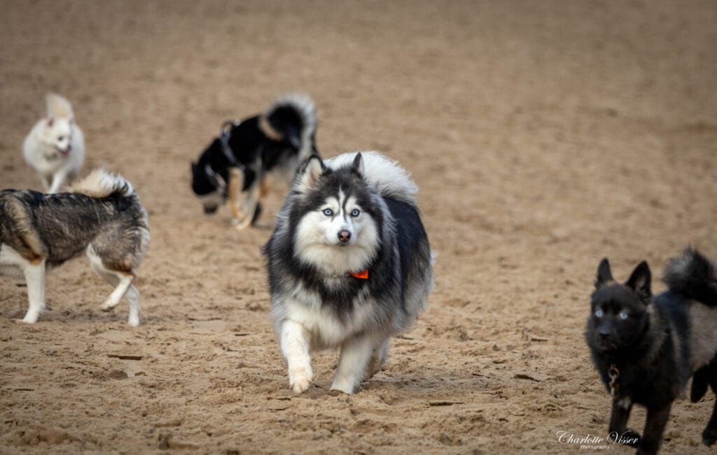 Nieuwjaarswandeling 2025