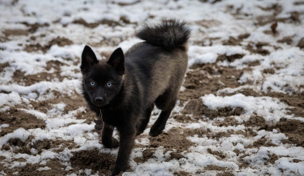 Nieuwjaarswandeling 2025