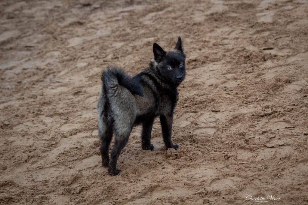 Nieuwjaarswandeling 2025