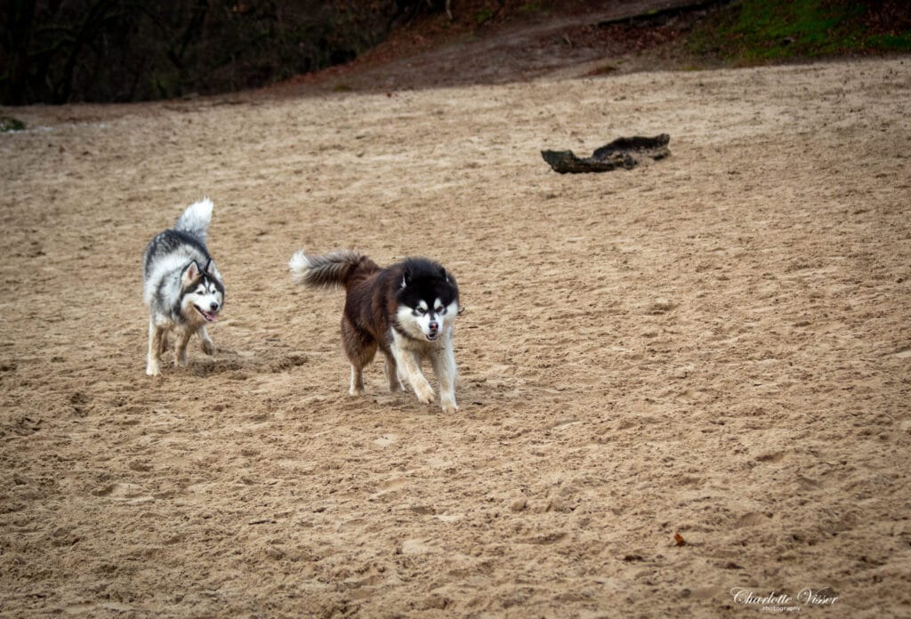 Nieuwjaarswandeling 2025