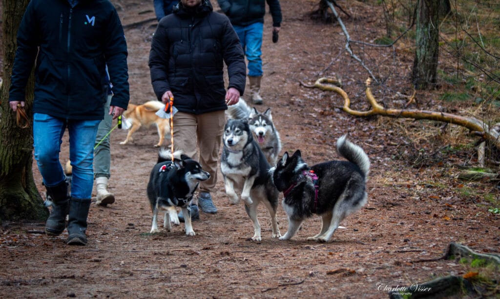 Nieuwjaarswandeling 2025