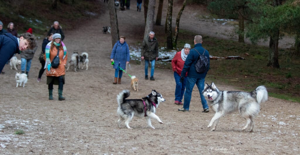 Nieuwjaarswandeling 2025