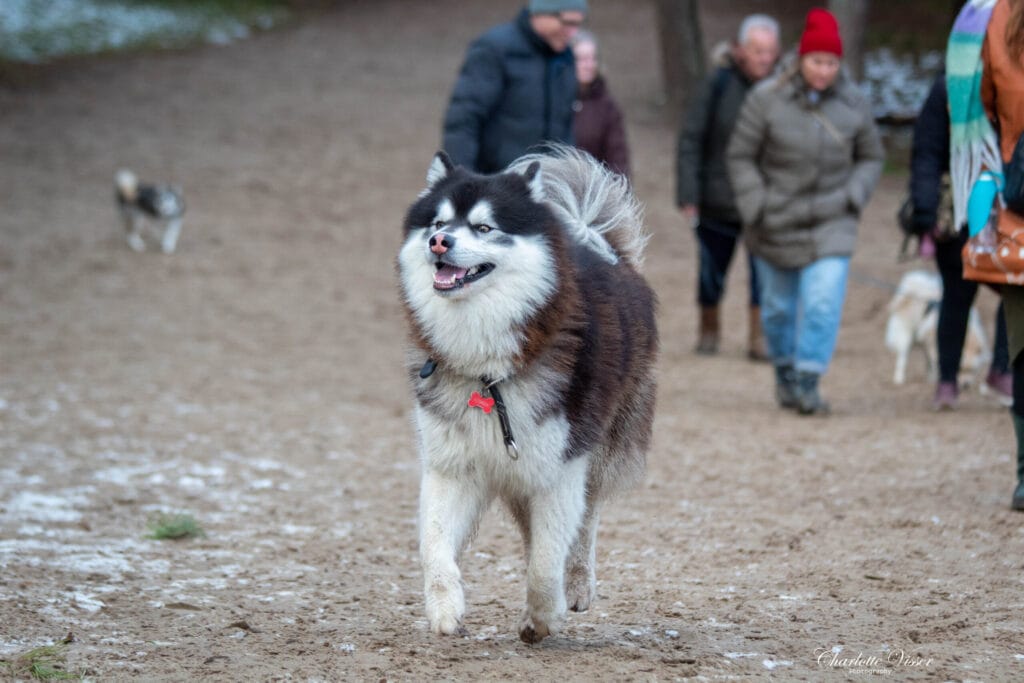 Nieuwjaarswandeling 2025