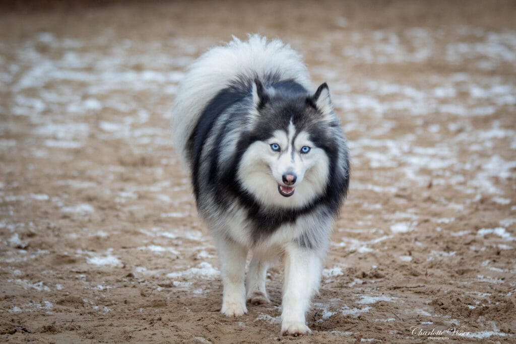 Nieuwjaarswandeling 2025