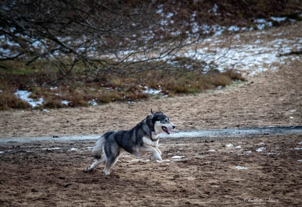 Nieuwjaarswandeling 2025