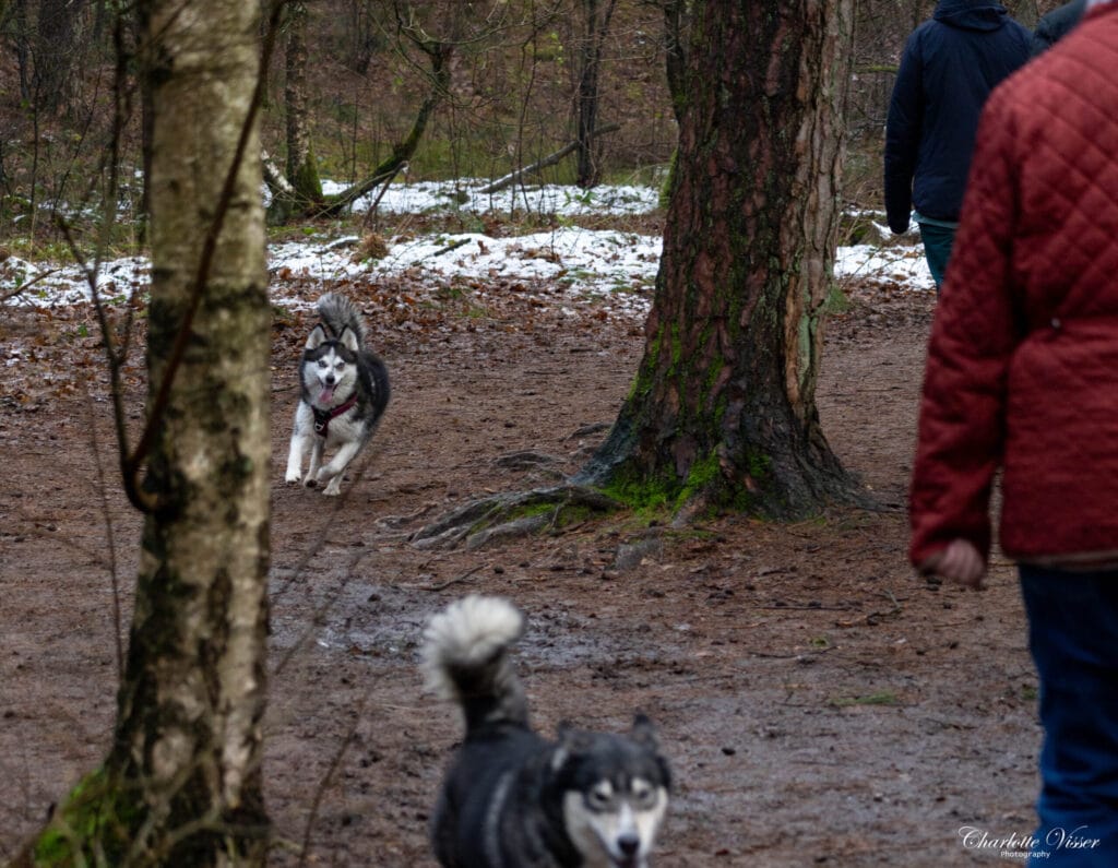 Nieuwjaarswandeling 2025