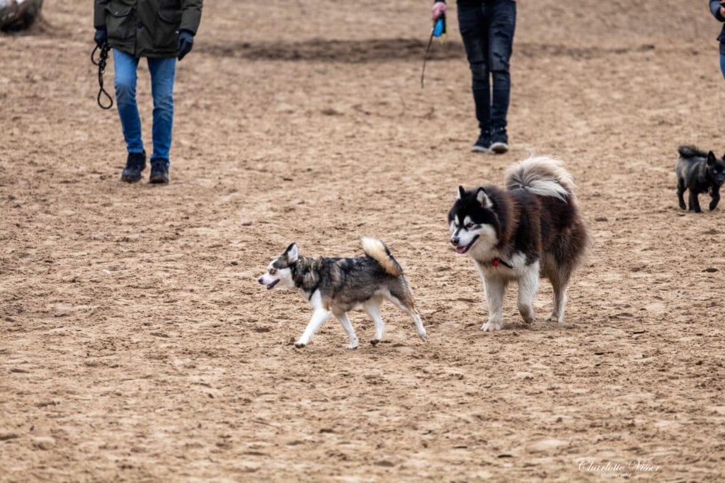 Nieuwjaarswandeling 2025