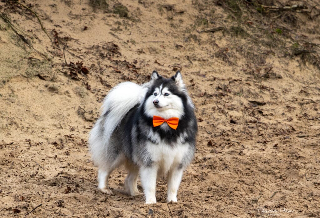 Nieuwjaarswandeling 2025