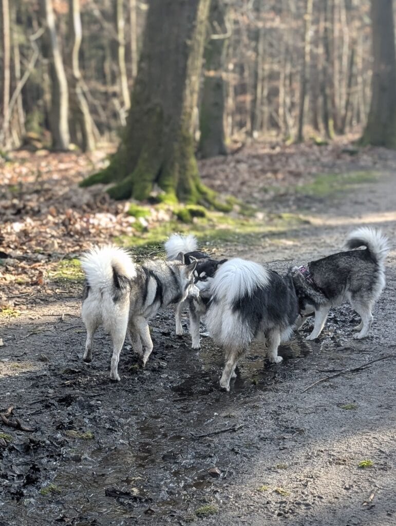 Winterwandeling 2025