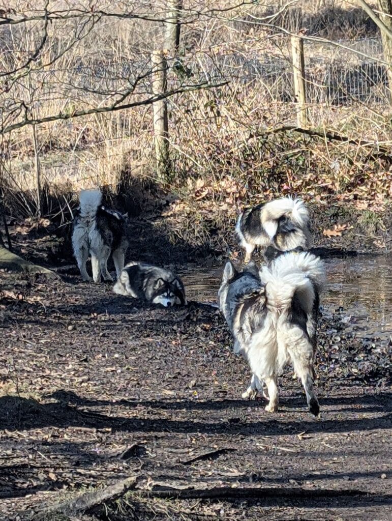 Winterwandeling 2025