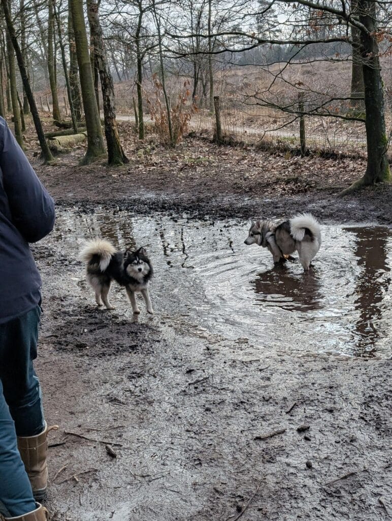 Winterwandeling 2025