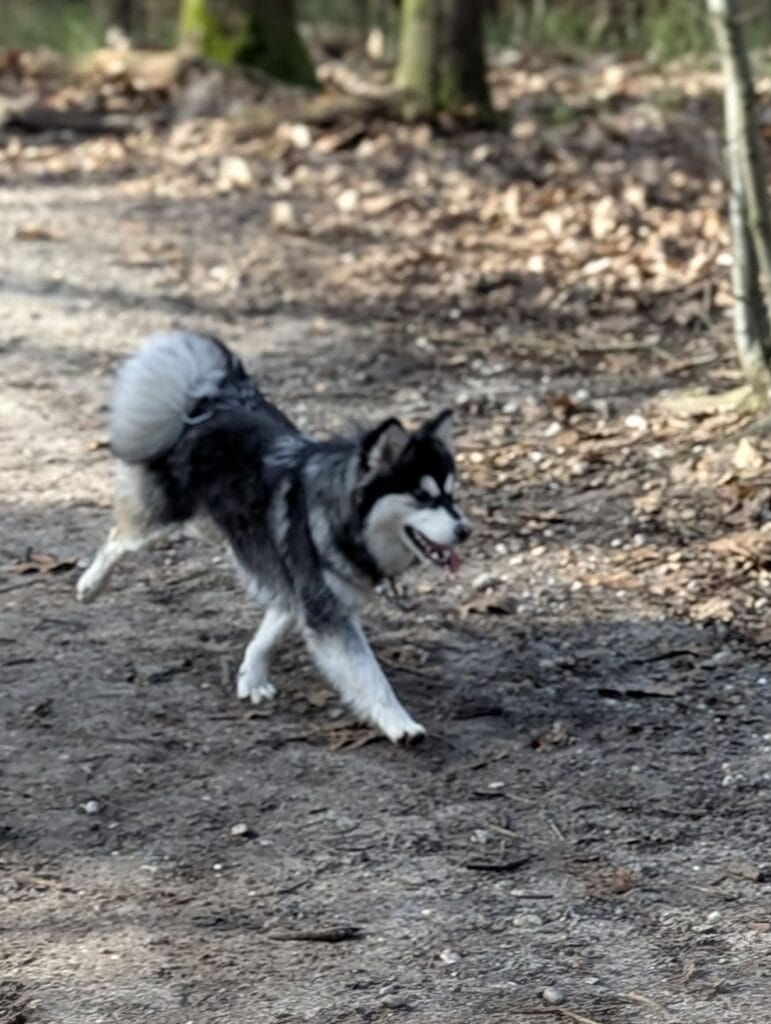 Winterwandeling 2025