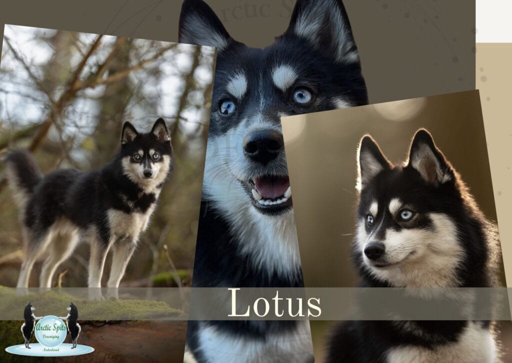Moederhond - Lotus