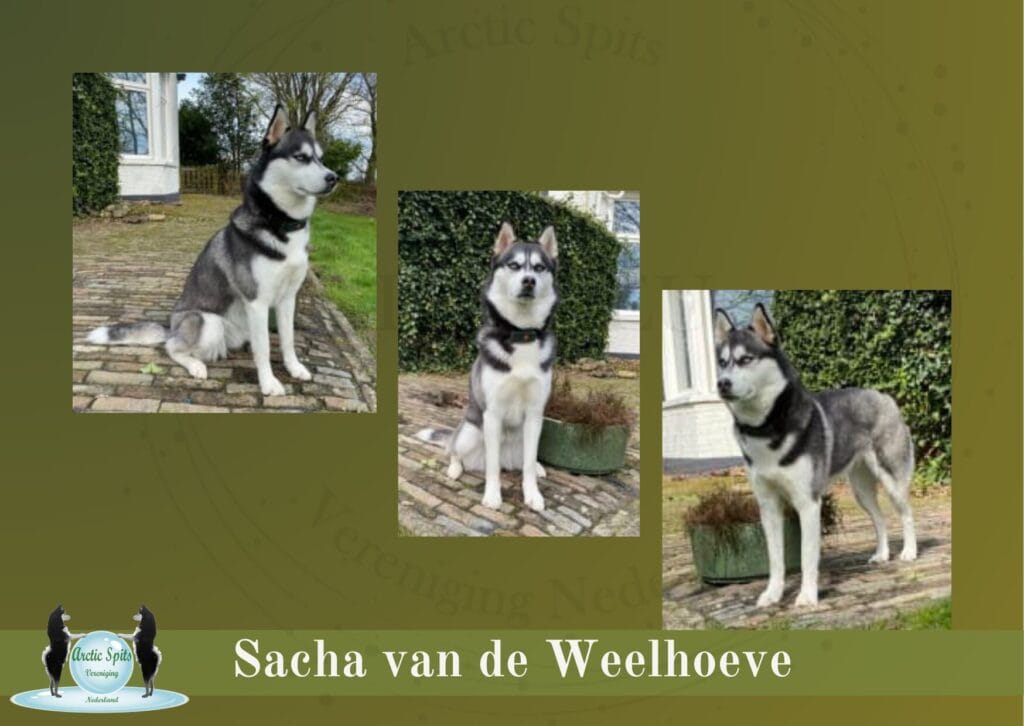 Moederhond - Sacha