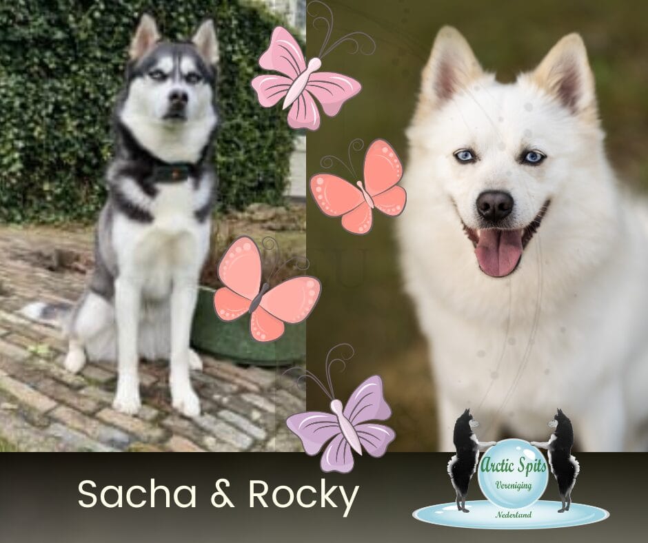 Sacha & Rocky