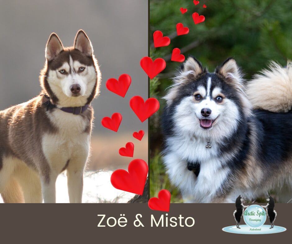 Zoë & Misto